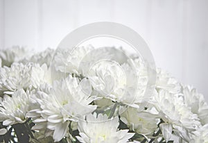 Large bouquet of white chrysanthemums with green stalks stands against a white wooden wall