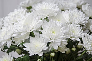 Large bouquet of white chrysanthemums with green stalks stands against a white wooden wall