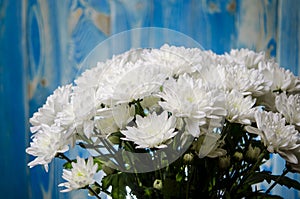 Large bouquet of white chrysanthemums with green stems stands against a blue wooden wall