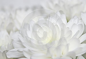 Large bouquet of white chrysanthemums with green stems stands against a white wooden wall. close-up