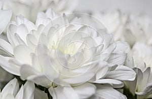 Large bouquet of white chrysanthemums with green stems stands against a white wooden wall. close-up