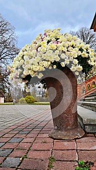 Large bouquet of white Chrysanthemums in metal vase at the entrance to the building