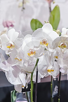 Large bouquet of white large orchids. Close up.