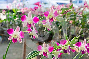 A large bouquet of white and pink orchids. Close up.