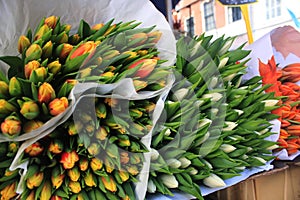 Large bouquets of tulips in white, red and orange color with large green leaves