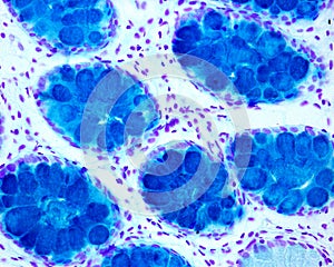 Large bowel. Goblet cell in LieberkÃÂ¼hn crypts photo