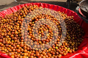 Ber Fruit, India photo