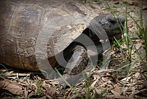 Large box turtle