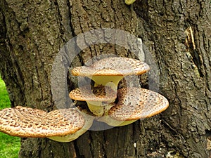 Bracket fungus growing on a tree trunk photo