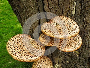 Bracket fungus growing on a tree trunk photo