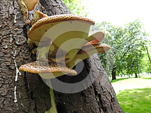 Bracket fungus growing on a tree trunk photo
