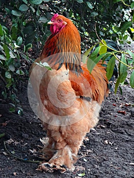 Large Brahma rooster.