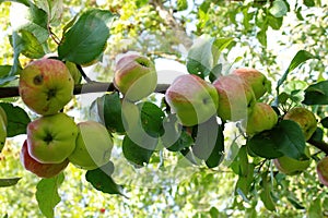 Large branch of apple tree with many green apples