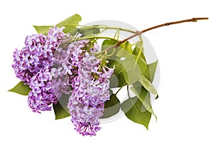 Large branch of blooming lilac isolated on white background