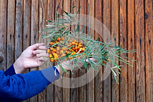 Large branch of buckthorn with many ripe sour orange berries with green leaves in woman hands on wooden stripes background. Season