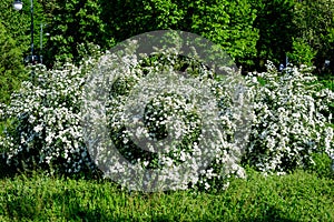 Large branch with delicate white flowers of Spiraea nipponica Snowmound shrub in full bloom and a small Green June Bug, beautiful photo