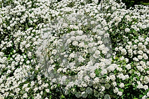 Large branch with delicate white flowers of Spiraea nipponica Snowmound shrub in full bloom and a small Green June Bug, beautiful photo