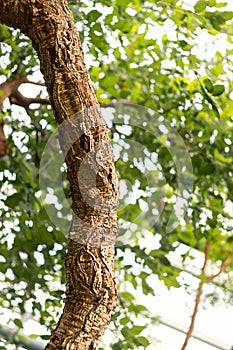 A large branch and leaves of a cork oak tree. Quercus suber L.