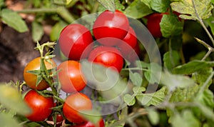 A large branch of red ripe tomatoes grown in the garden in summer. Growing vegetables, agriculture