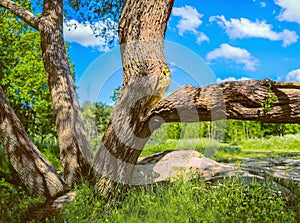 A large branch split from the tree under its weight. Summer landscape with green grass, forest and blue sky.