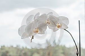 A large branch of a white orchid flower against the sky. The concept of purity of nature and the environment