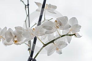 Large branch of a white orchid flower on a light background. Beauty and purity. Nature and the world