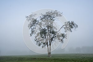 A large branching tree in the center of the frame, in the early foggy morning