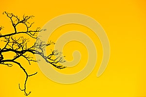 A large branching tree on an orange color background