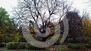 A large branchy tree in the park