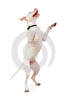 Large Breed Dog Dancing on Hind Legs