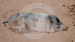 Large breed pig lies on the sand,resting. Mammal waiting for food.Concept of agriculture,pig diseases,animal vaccination