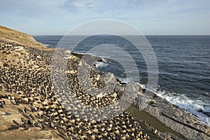 Colony of Imperial Shag of Carcass Island in the Falklands