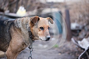 large breedless dog on a leash stands