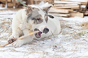 A large breedless dog lies on the grass with the first snow and gnaws a stick.