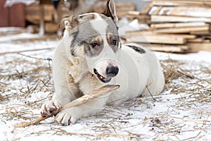 A large breedless dog lies on the grass with the first snow and gnaws a stick.