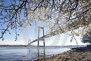 Large bridge over water with a blooming tree