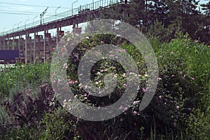 Large brier bush in the wild, against background of urban landscape