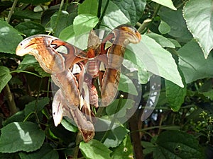 A large bright Attacus atlas butterfly sits on a flower on a green leaf in the park. Wildlife close-up