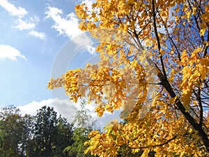 A large, bright, beautiful maple tree blazes with its bright, autumn foliage