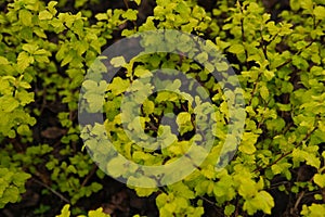 large bright green Bush Spiraea japonica Golden Princess. Spring coloring foliage. Mulched flower bed in the garden.