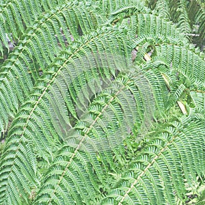 Large bright green leaves of the fern Polypodiophyta. Wet forest on the Azores, Portugal, San Miguel. Texture