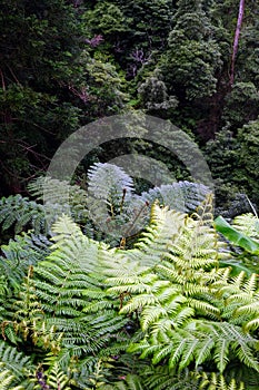 Large bright green leaves of the fern Polypodiophyta. Wet forest on the Azores, Portugal, San Miguel. Texture