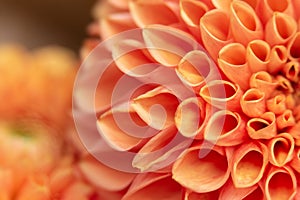 Large bright orange dahlia flower, Asteraceae family. Close-up. Blurred. Detail of a dahlia flower in macro photography