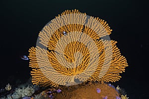 A large bright orange Sinuous sea fan