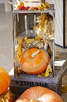 A large bright ripe pumpkin Jackolantern vertical photo