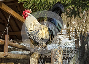 Large bright rooster with a luxurious tail, sitting on a fence i