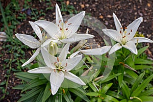 Large bright white flower blossoms on an asiatic lily plant.