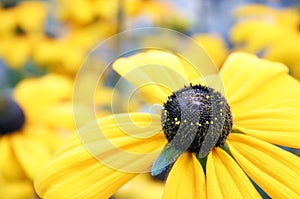 Large bright yellow daisy