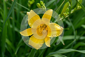 Large bright yellow flower blossom on an asiatic lily plant.