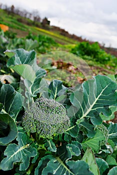 Large broccoli plant